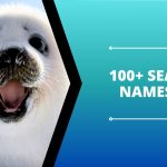 100+ Seal Names Unique Ideas