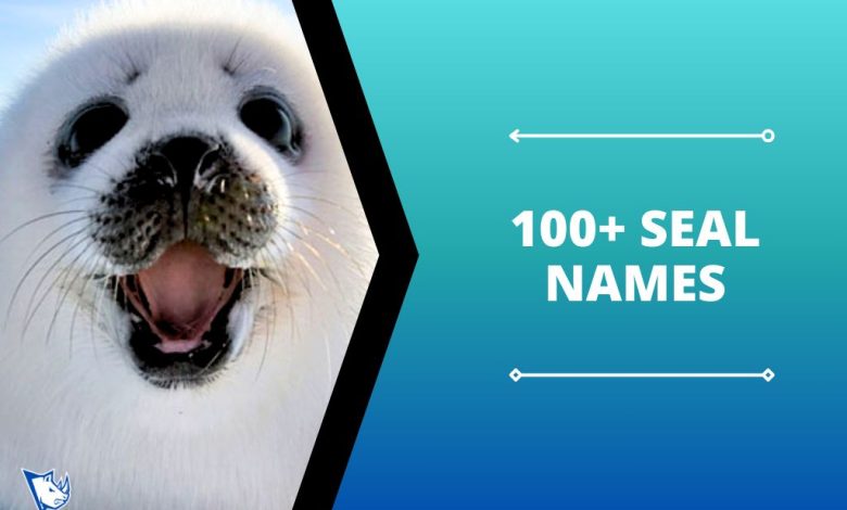 100+ Seal Names Unique Ideas