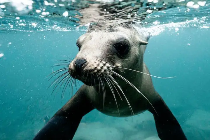 Seal Names