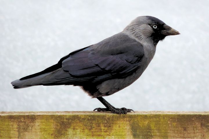Boy Crow Names