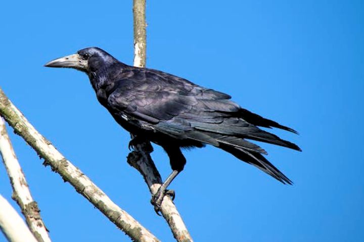 Cool Crow Names
