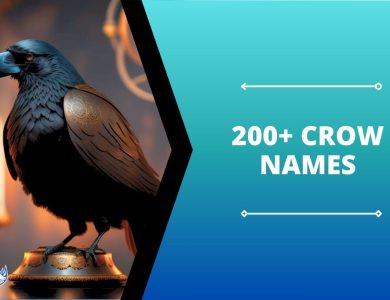 Crow Names