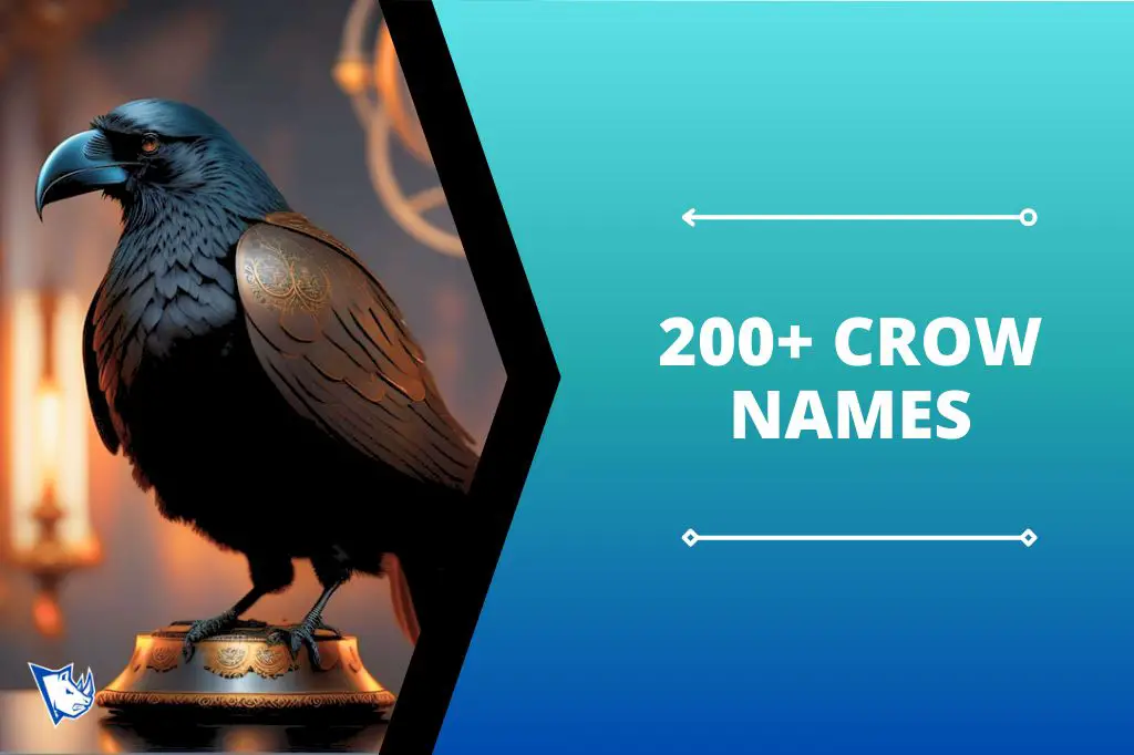 200+ Crow Names From Black Feather Chronicles