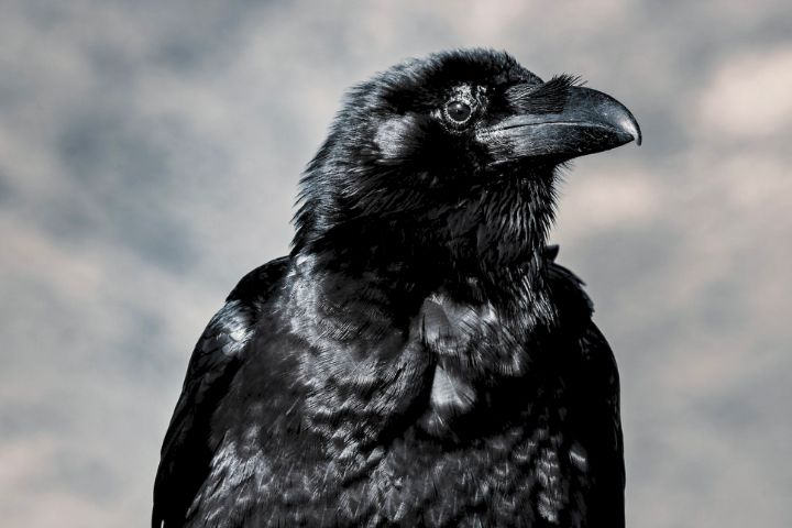 Gender Neutral Crow Names