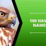 Hawk Names