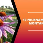 10 Nicknames of Montana
